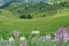 Kim Nọi vào mùa lúa chín