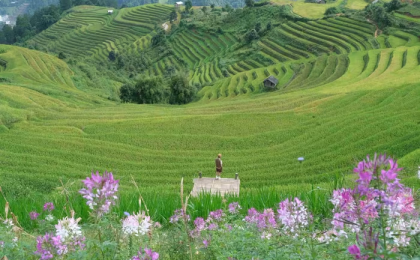 Kim Nọi vào mùa lúa chín
