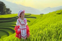 Đi đâu nếu chỉ có một ngày ở Mù Cang Chải