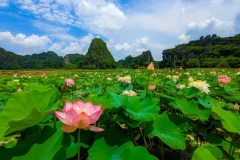 Ninh Bình mùa lúa chín vàng, mùa sen hồng nở rộ.