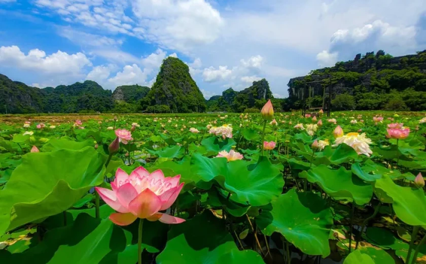 Ninh Bình mùa lúa chín vàng, mùa sen hồng nở rộ.
