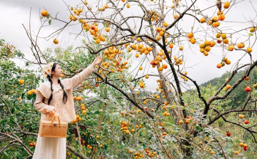 Đà Lạt mùa hồng rực rỡ, du khách hóa cô thôn nữ giữa phố núi mộng mơ