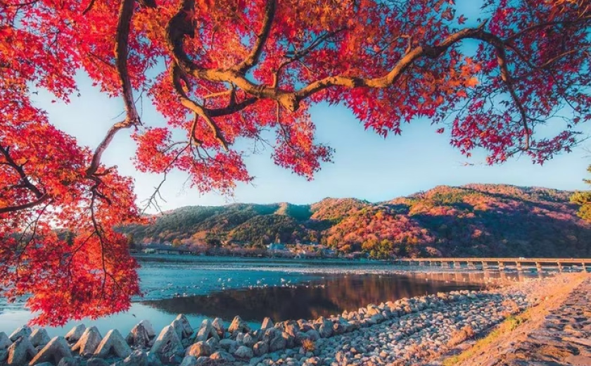 Mùa lá đổi màu ở Nhật Bản, lên lịch ngay để chiêm ngưỡng cảnh sắc thu