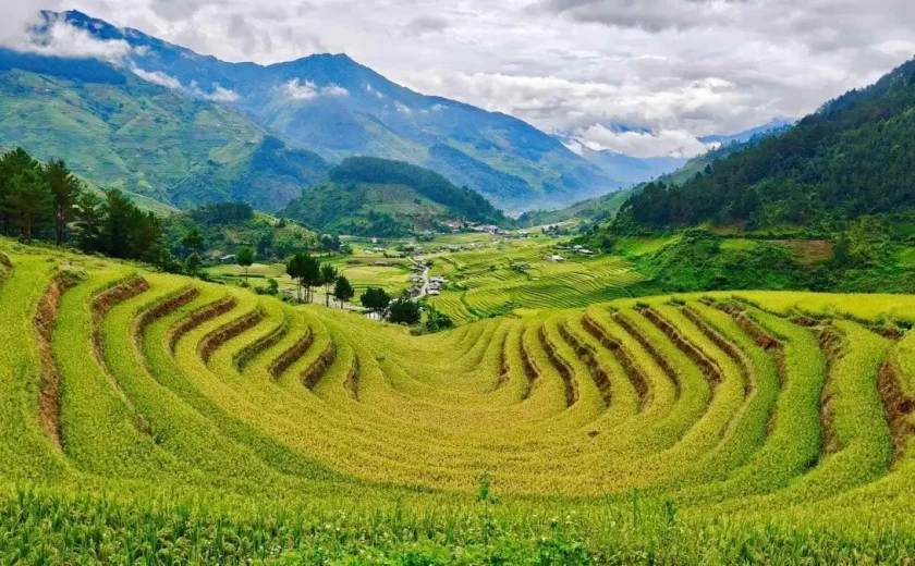 Khám phá các ruộng bậc thang vào mùa lúa chín đẹp nhất Lào Cai