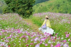 Vườn hoa bướm Tà Xùa ‘như miền cổ tích’ hút giới trẻ