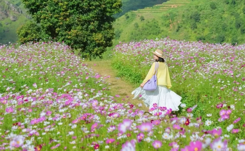 Vườn hoa bướm Tà Xùa ‘như miền cổ tích’ hút giới trẻ