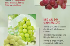3 giống nho đắt đỏ tại Nhật Bản