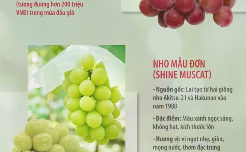 3 giống nho đắt đỏ tại Nhật Bản