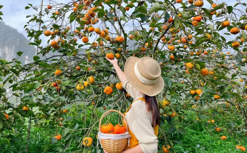 Không đi Đà Lạt, du khách vẫn tha hồ check-in vườn hồng chín đẹp mê cách Hà Nội hơn 100km
