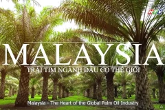 KHÁM PHÁ CÂU CHUYỆN DẦU CỌ TỪ MALAYSIA!