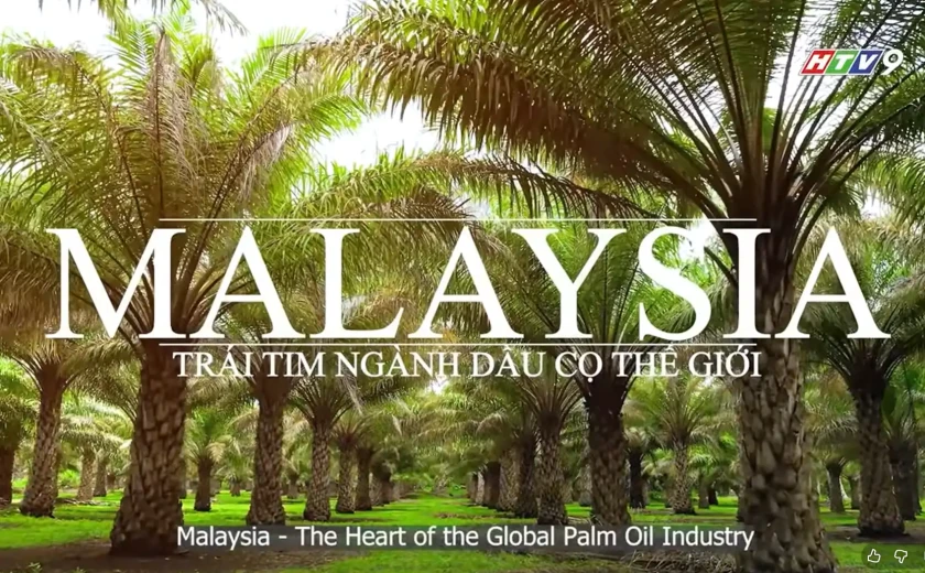 KHÁM PHÁ CÂU CHUYỆN DẦU CỌ TỪ MALAYSIA!