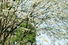 3月になるとハノイはスアの花の咲く季節で穏やかになります