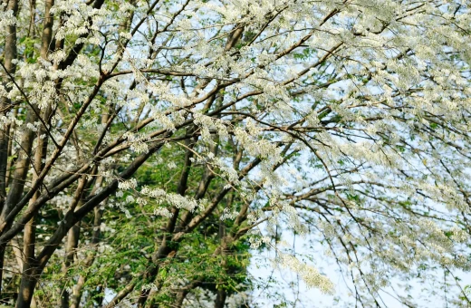 3月になるとハノイはスアの花の咲く季節で穏やかになります