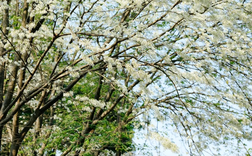 3月になるとハノイはスアの花の咲く季節で穏やかになります