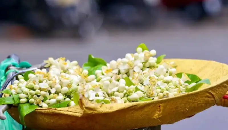 Hương hoa bưởi thường len lỏi khắp phố phường Hà Nội mỗi tiết tháng ba