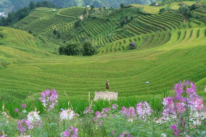 Du khách dễ dàng thu vào tầm mắt những thửa ruộng bậc thang vàng óng, uốn lượn theo sườn núi. Ảnh: Tuyên Parafu