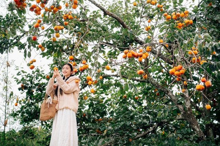 Đây cũng là thời điểm đẹp nhất để ghi lại những khung hình 'mùa hồng' một đặc sản rất riêng của phố núi vào dịp cuối năm. Ảnh Đồng Ngô