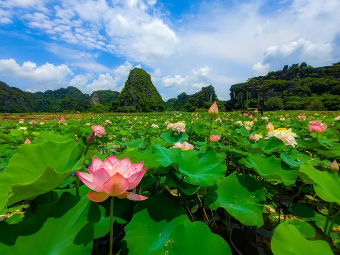 Khu đầm sen tại Hang Múa nằm dưới chân ngọn núi Ngọa Long là điểm đến được nhiều du khách check-in. Ảnh: Vương Lộc