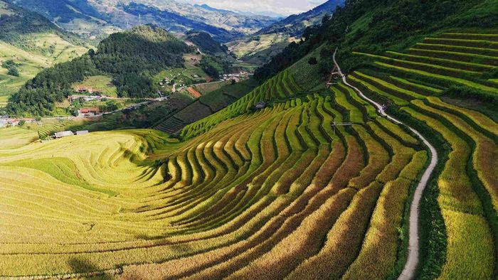 Những bậc ruộng nằm uốn lượn trên sườn núi, theo từng tầng lớp, tạo nên sóng lúa mềm mại trải dài theo triền dốc. Ảnh: Tuyên Parafu