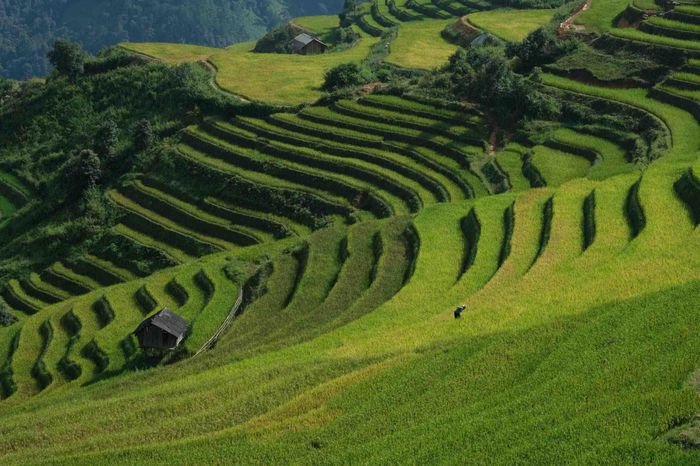 Xen giữa các nếp ruộng, những mái nhà sàn thấp thoáng trong làn khói bếp tạo nên bức tranh sinh hoạt gắn liền với đồng ruộng. Ảnh: Tuyên Parafu