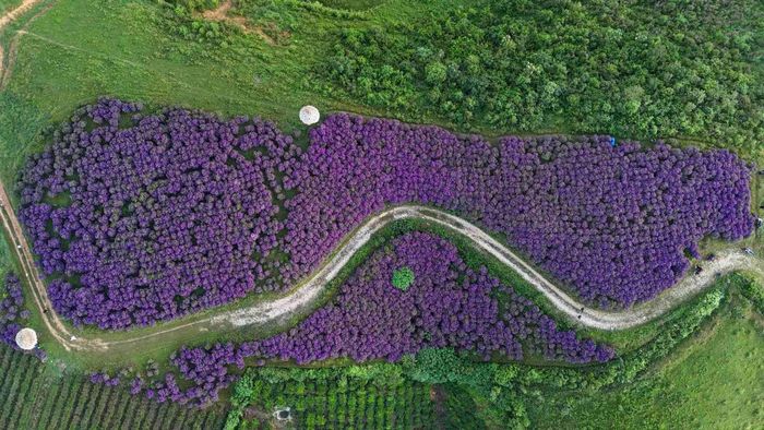 Giữa thảm xanh của núi rừng và những đồi cỏ bát úp, vạt hoa tím trải dài nổi bật. Ảnh: Bảo Ân