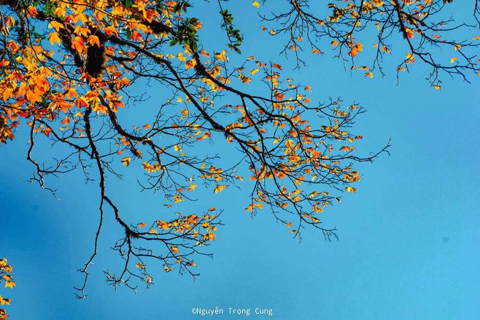 Giữa rừng, du khách có thể cảm nhận trọn vẹn vẻ đẹp nguyên sơ, với thảm cỏ, cây bụi dưới chân núi và rừng cổ thụ phủ rêu xanh ở lưng chừng. Ảnh: Nguyễn Trọng Cung