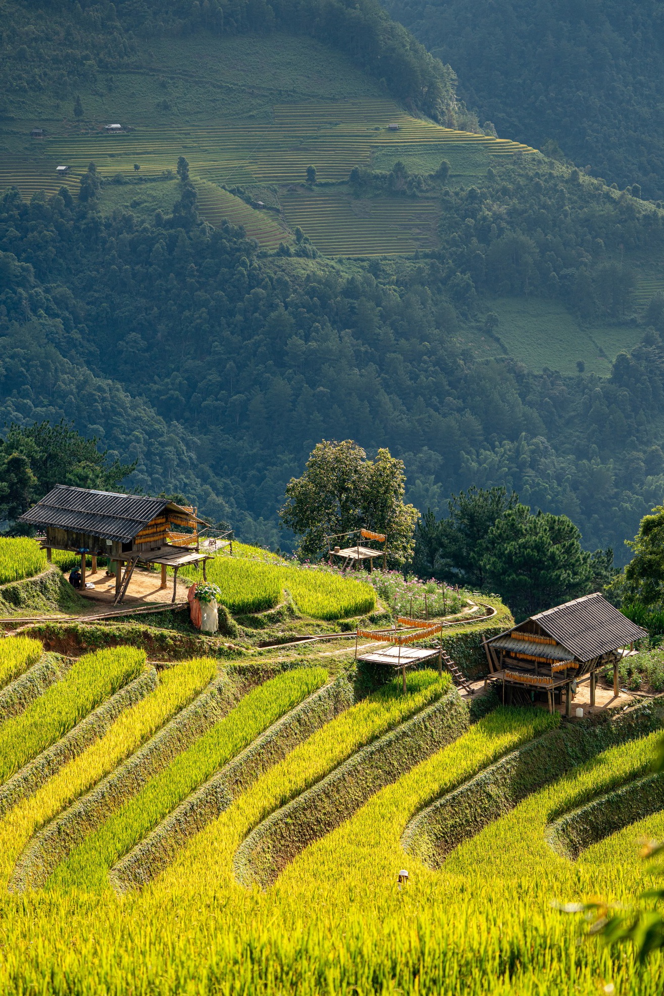 mu cang chai anh 11