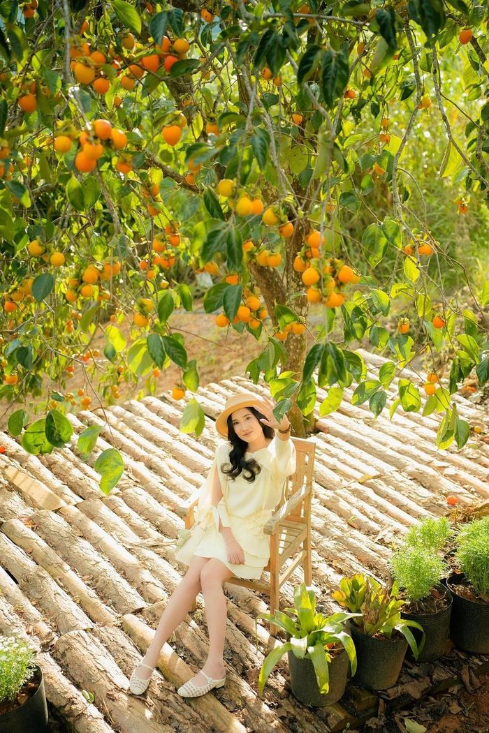 Từng chùm quả trĩu trịt, đỏ cam xen lẫn trong màu lá xanh, khẽ rung rinh trong gió, mang đến cho du khách cảm giác như lạc vào một bức tranh cổ tích. Ảnh Cậu Dũng