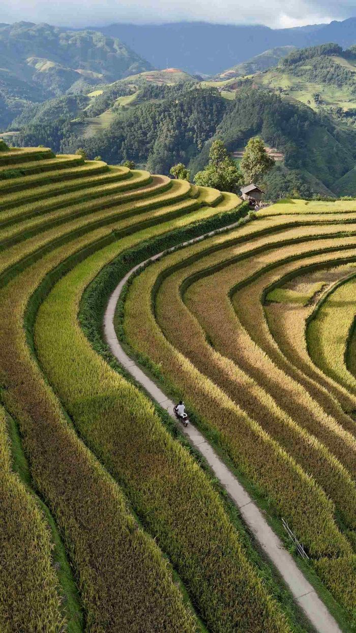 Đến Háng Đăng Dê mùa lúa chín, du khách có thể đi dạo trên những lối nhỏ men theo ruộng bậc thang, ngắm hoàng hôn buông xuống phủ vàng cả triền núi, hay lưu trú tại homestay để thưởng thức ẩm thực địa phương. Ảnh: Tuyên Parafu