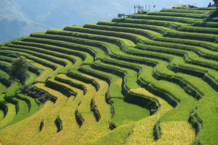 Ruộng bậc thang Kim Nọi vàng ươm trong mùa lúa chín. Ảnh: Tuyên Parafu