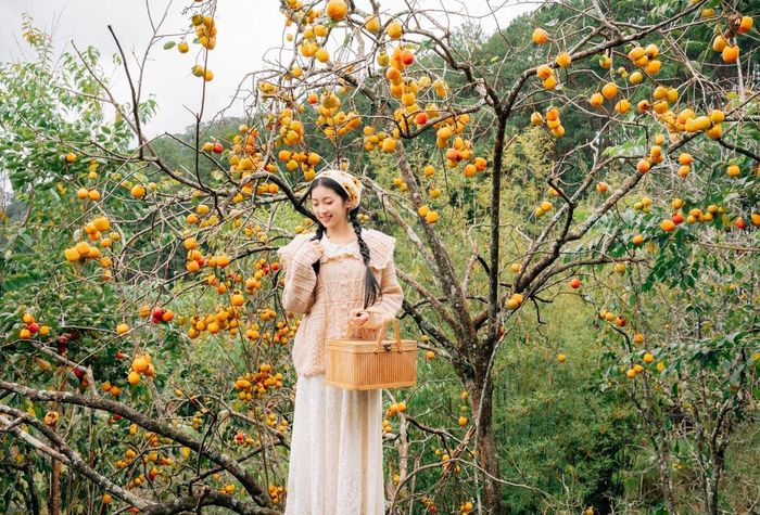 Tiết trời lúc này mát mẻ, nắng vàng dịu nhẹ, rất lý tưởng để du khách dạo bước trong những vườn hồng xanh mướt, ngắm nhìn từng trái chín đỏ căng mọng treo lấp lánh trên cành. Ảnh Đồng Ngô
