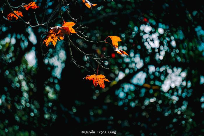 Khi leo núi, cần chuẩn bị áo ấm, áo mưa, giày leo tốt, ba lô chống nước, cùng nước uống và đồ ăn nhẹ để bổ sung năng lượng trong suốt chuyến đi. Ảnh: Nguyễn Trọng Cung