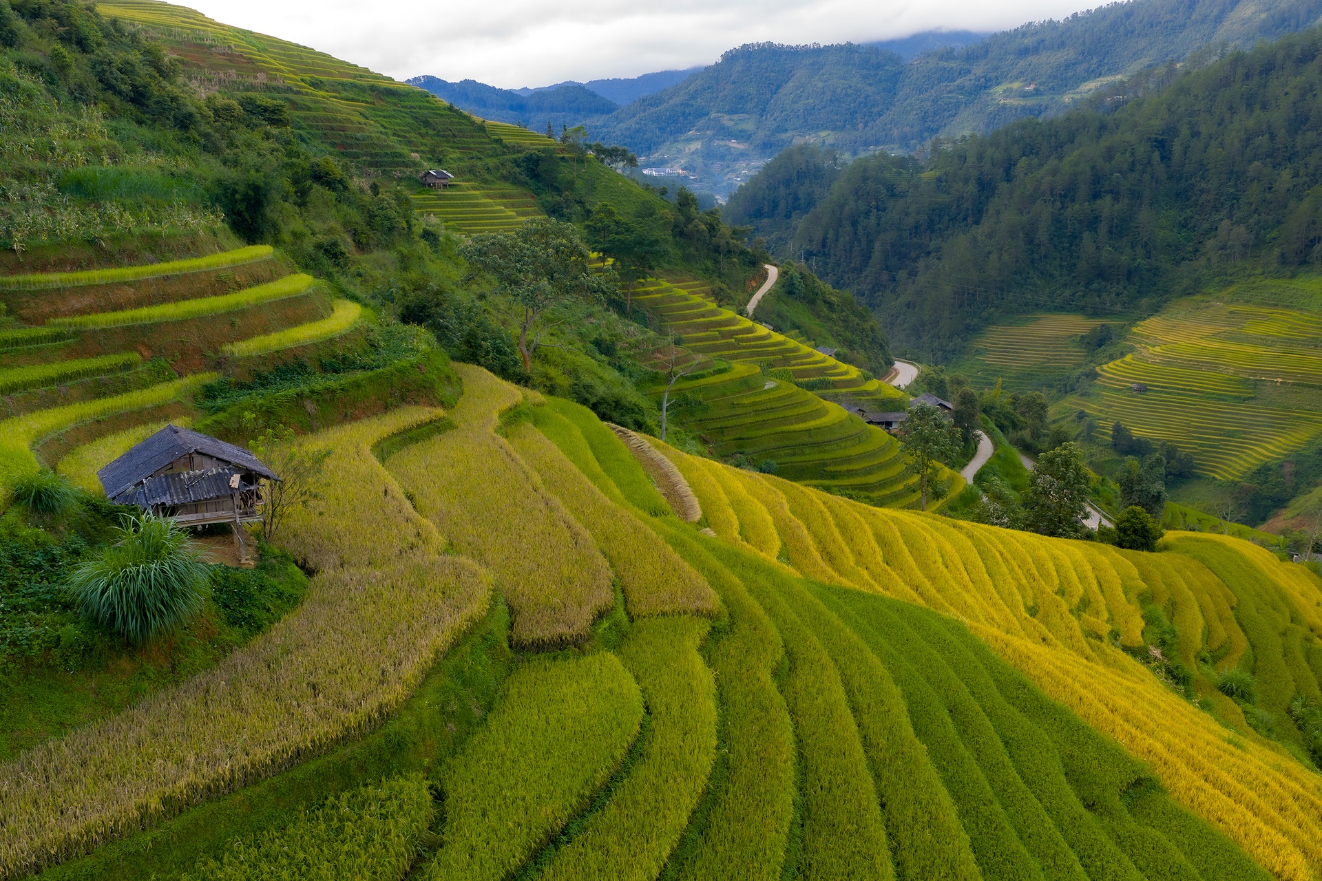 mu cang chai anh 2