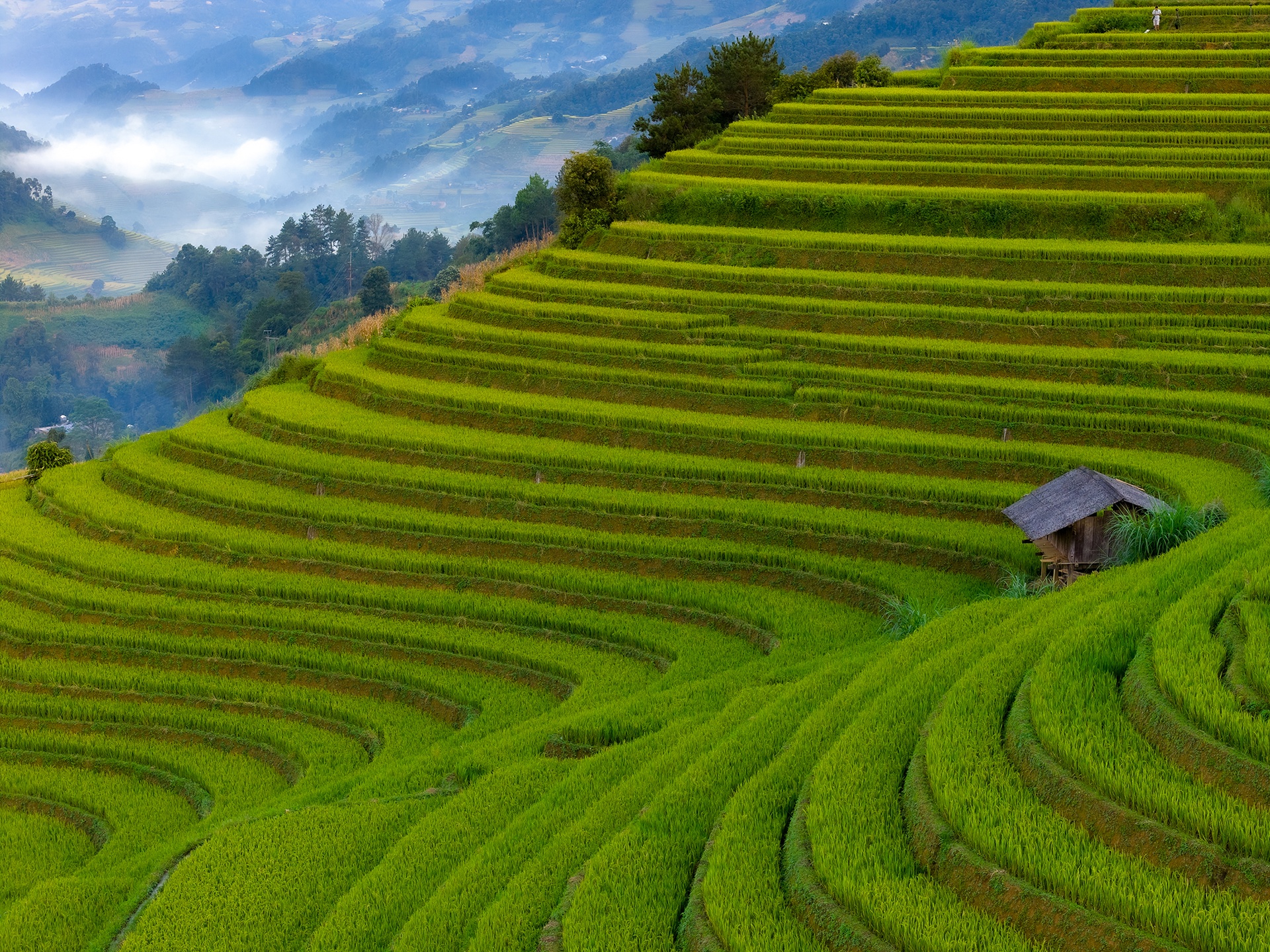 mu cang chai anh 3
