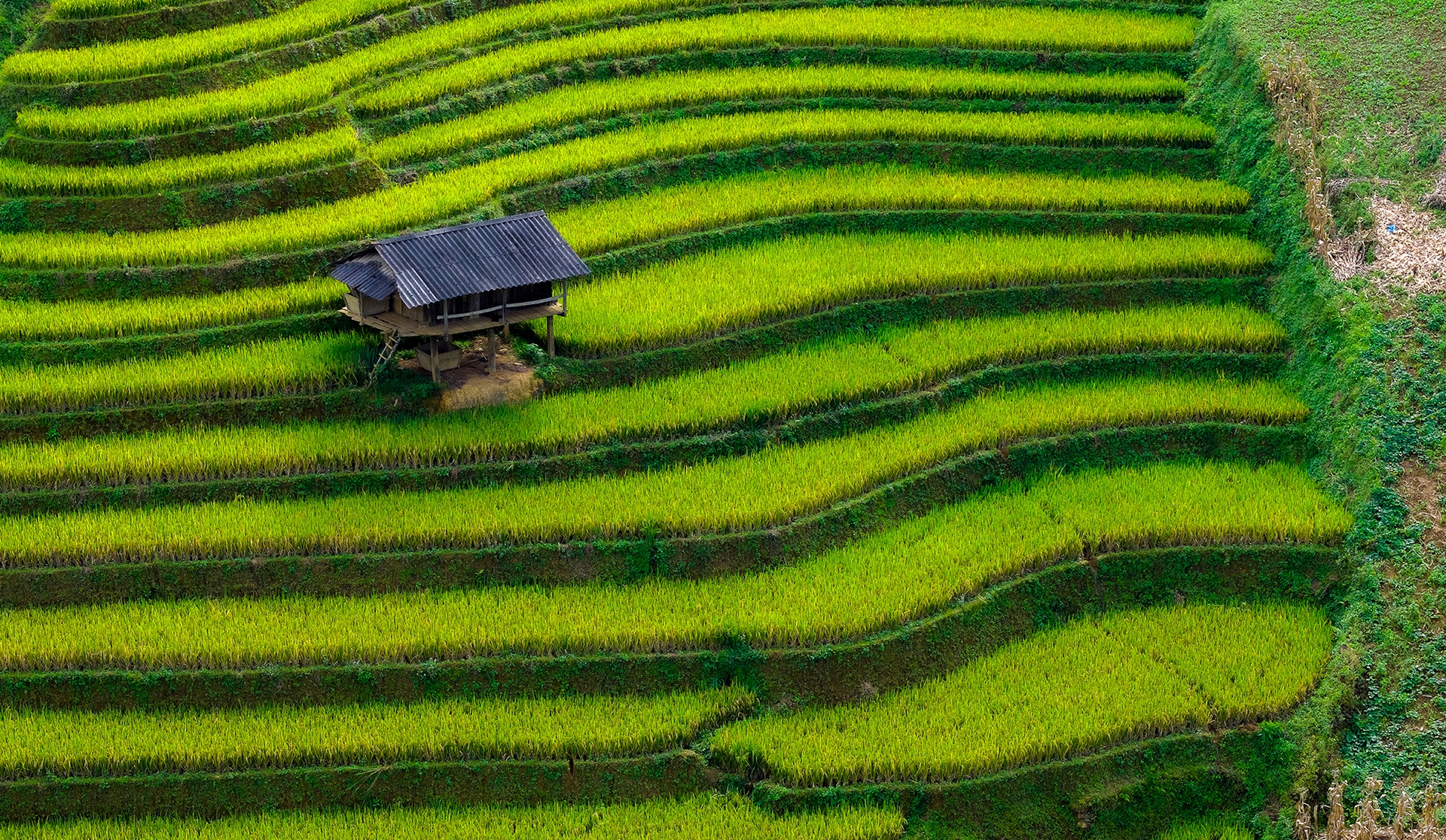 mu cang chai anh 4