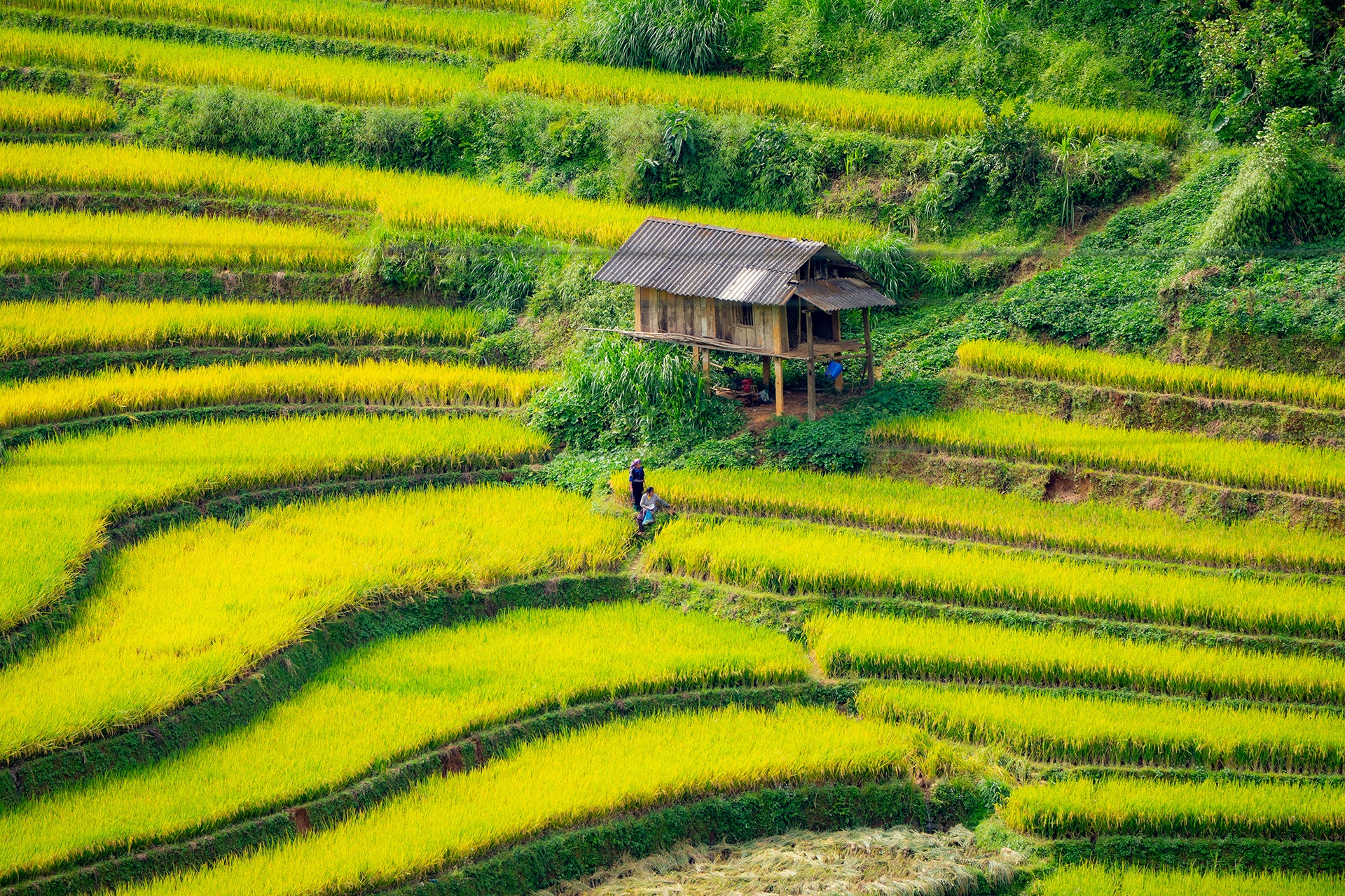 mu cang chai anh 13