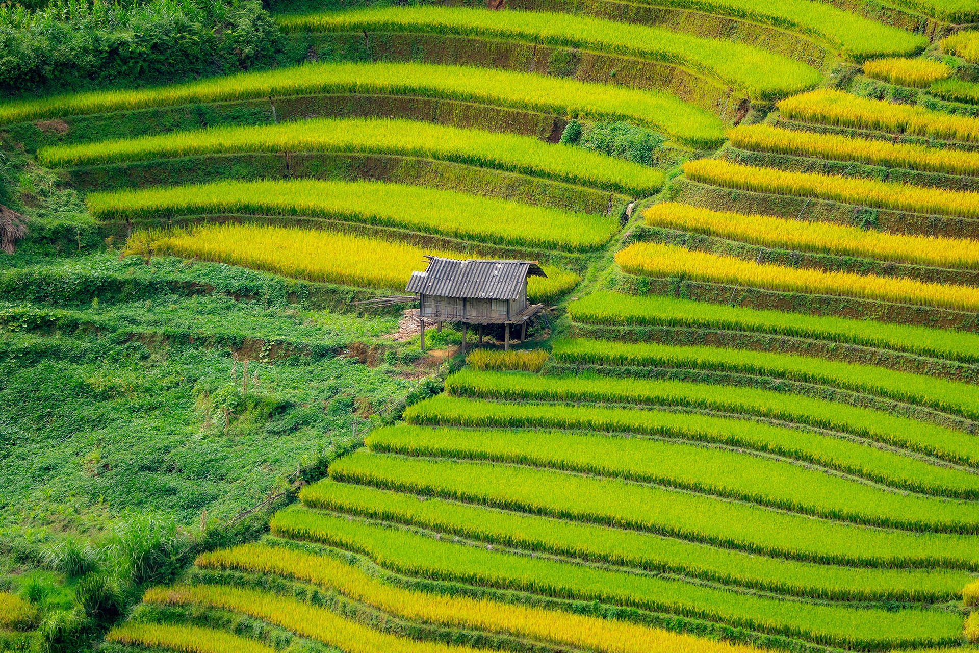 mu cang chai anh 14