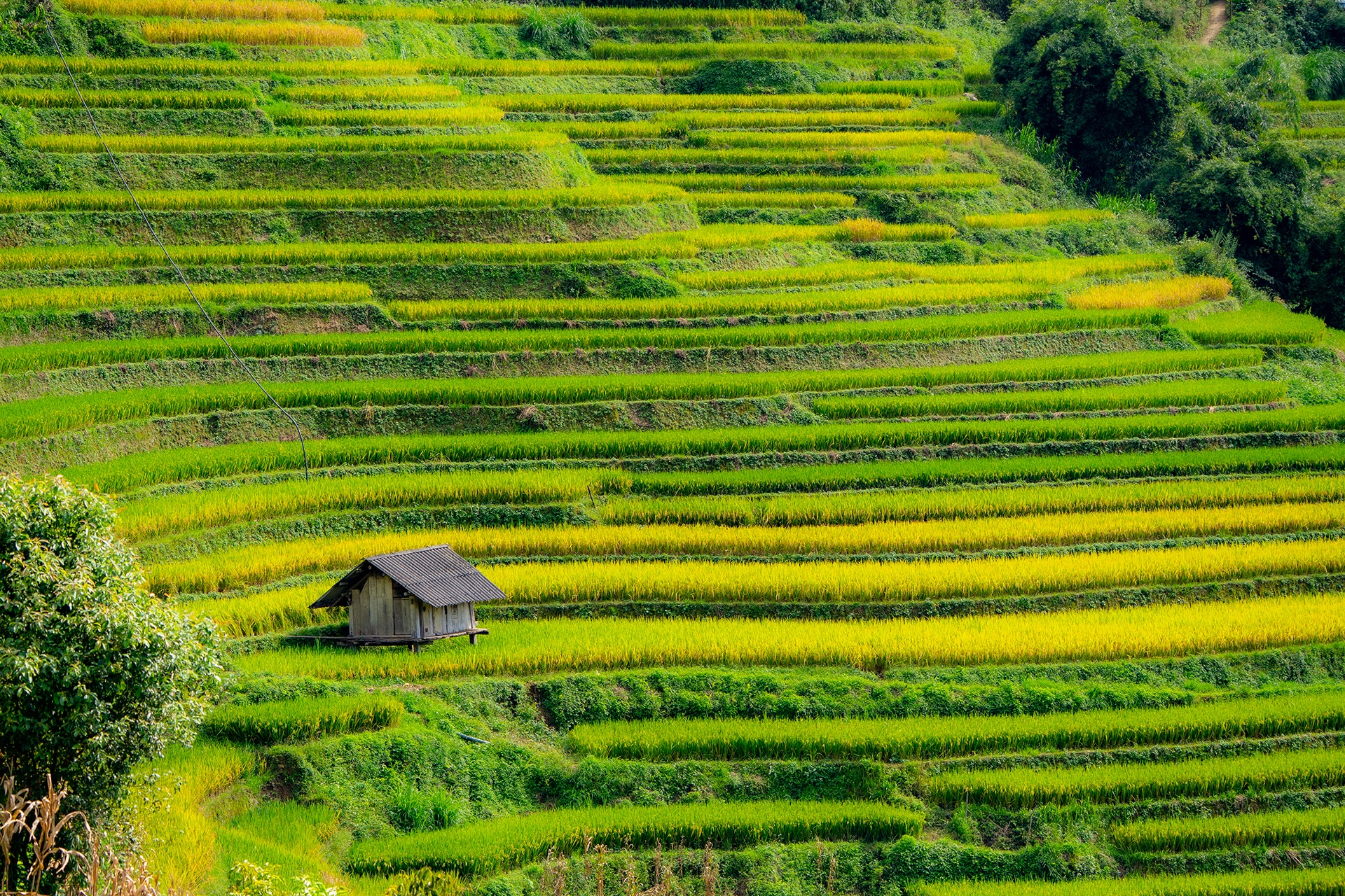 mu cang chai anh 16