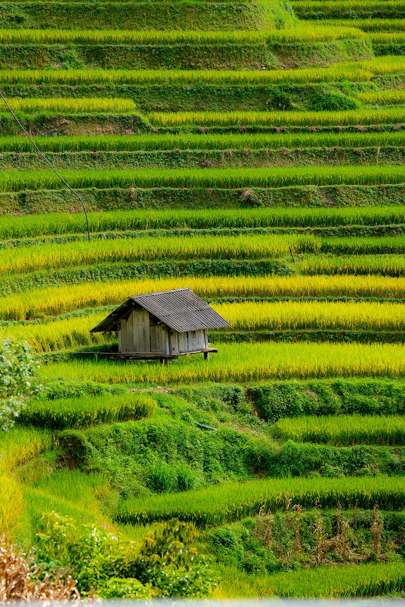 mu cang chai anh 10