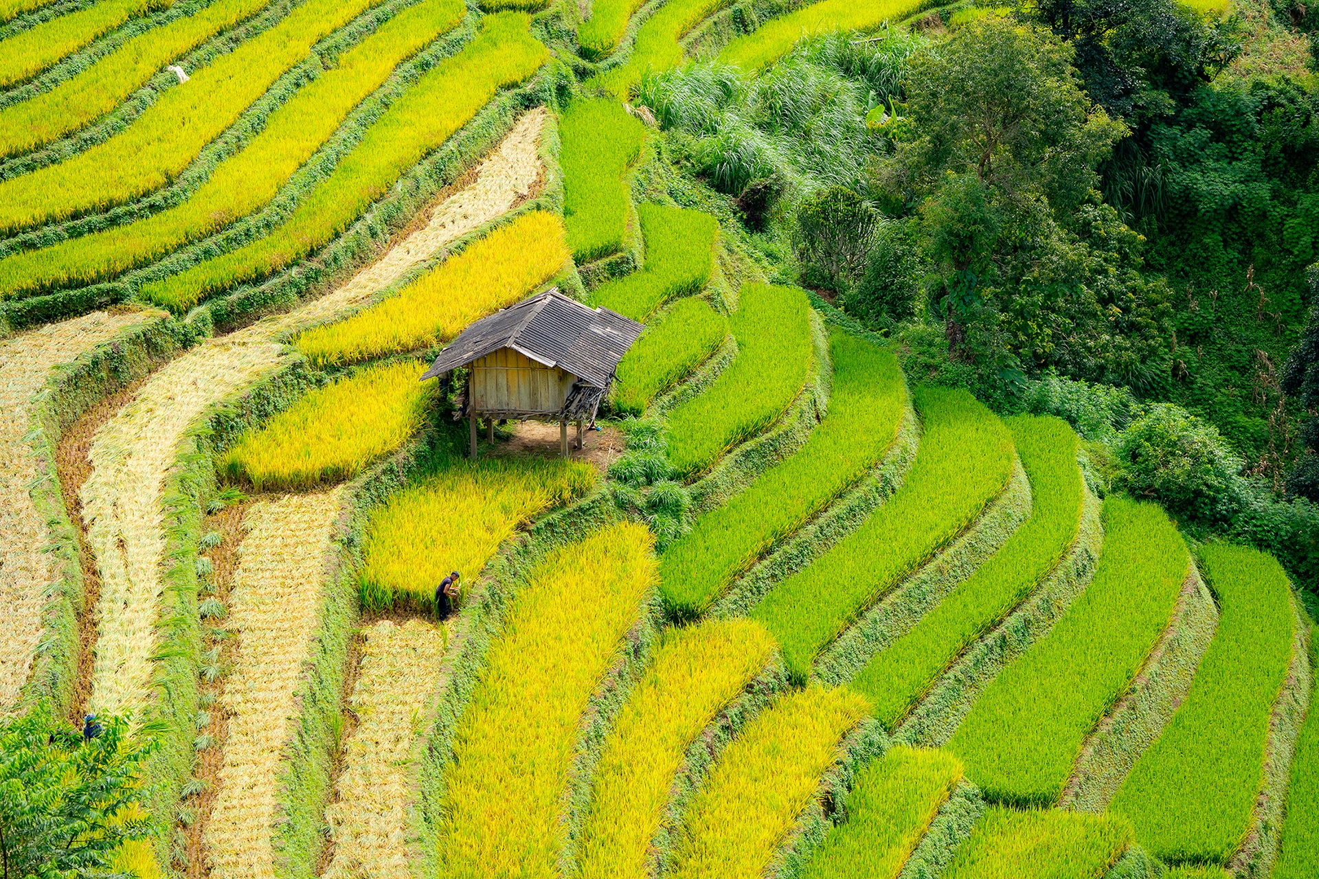 mu cang chai anh 15