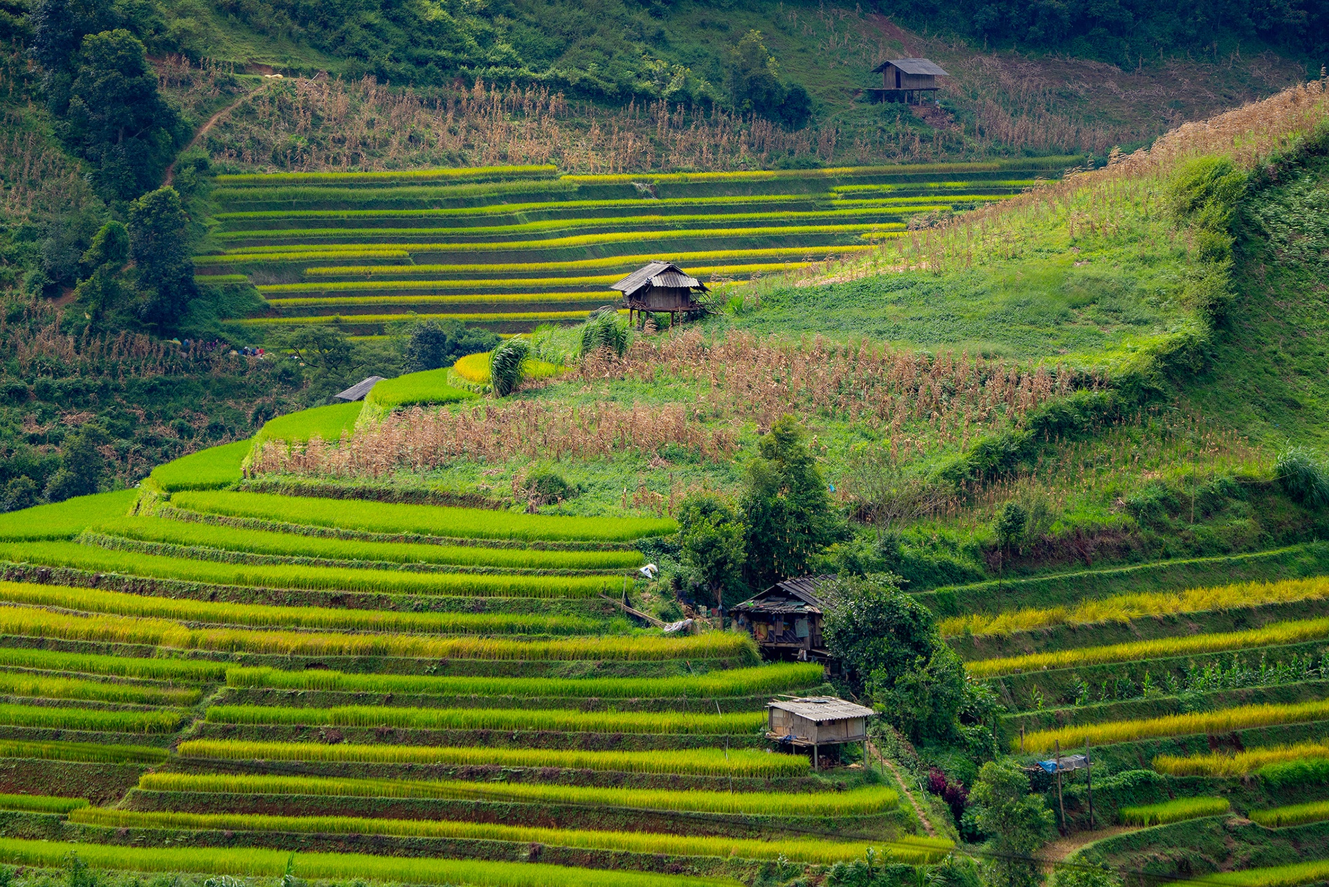 mu cang chai anh 20
