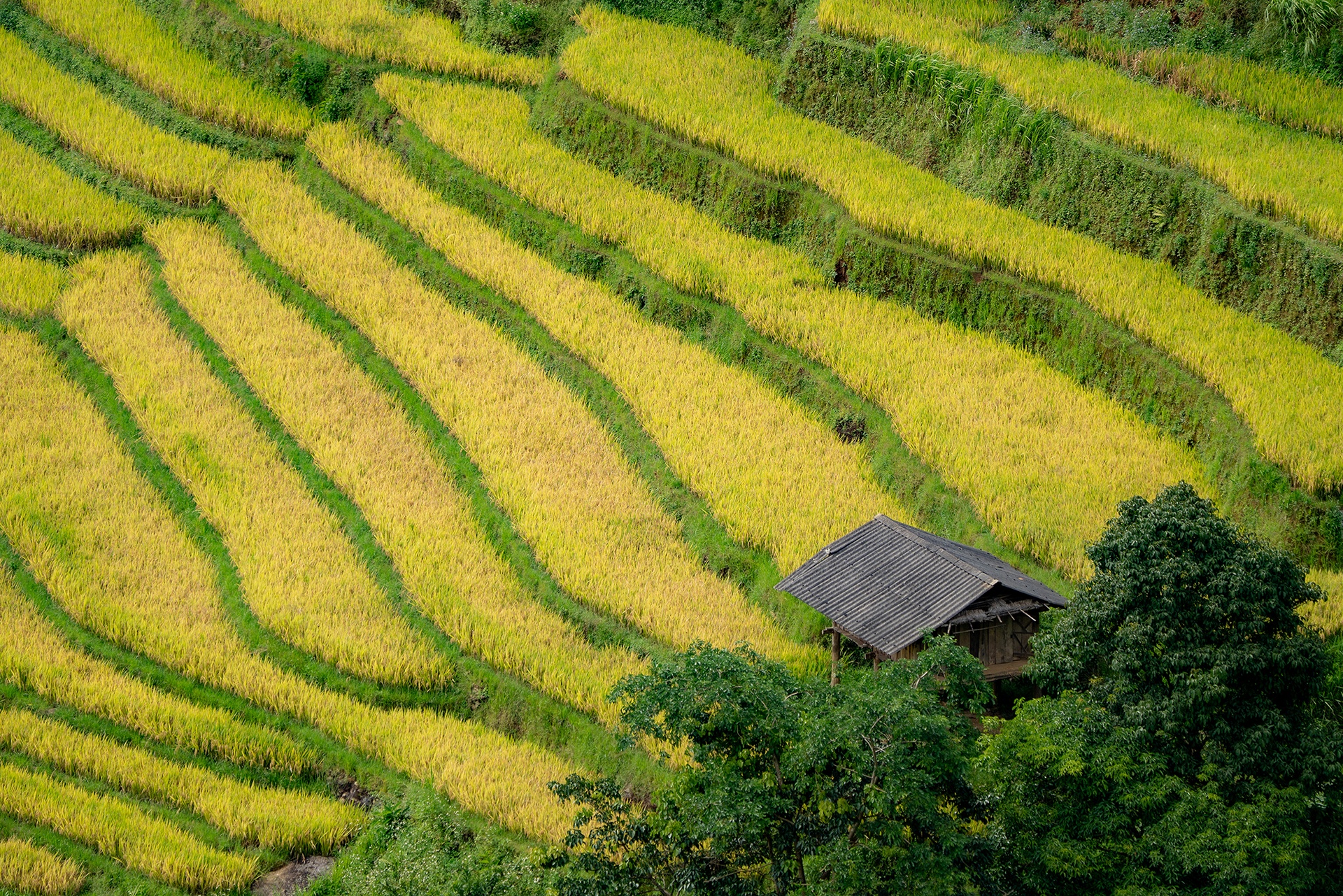 mu cang chai anh 8