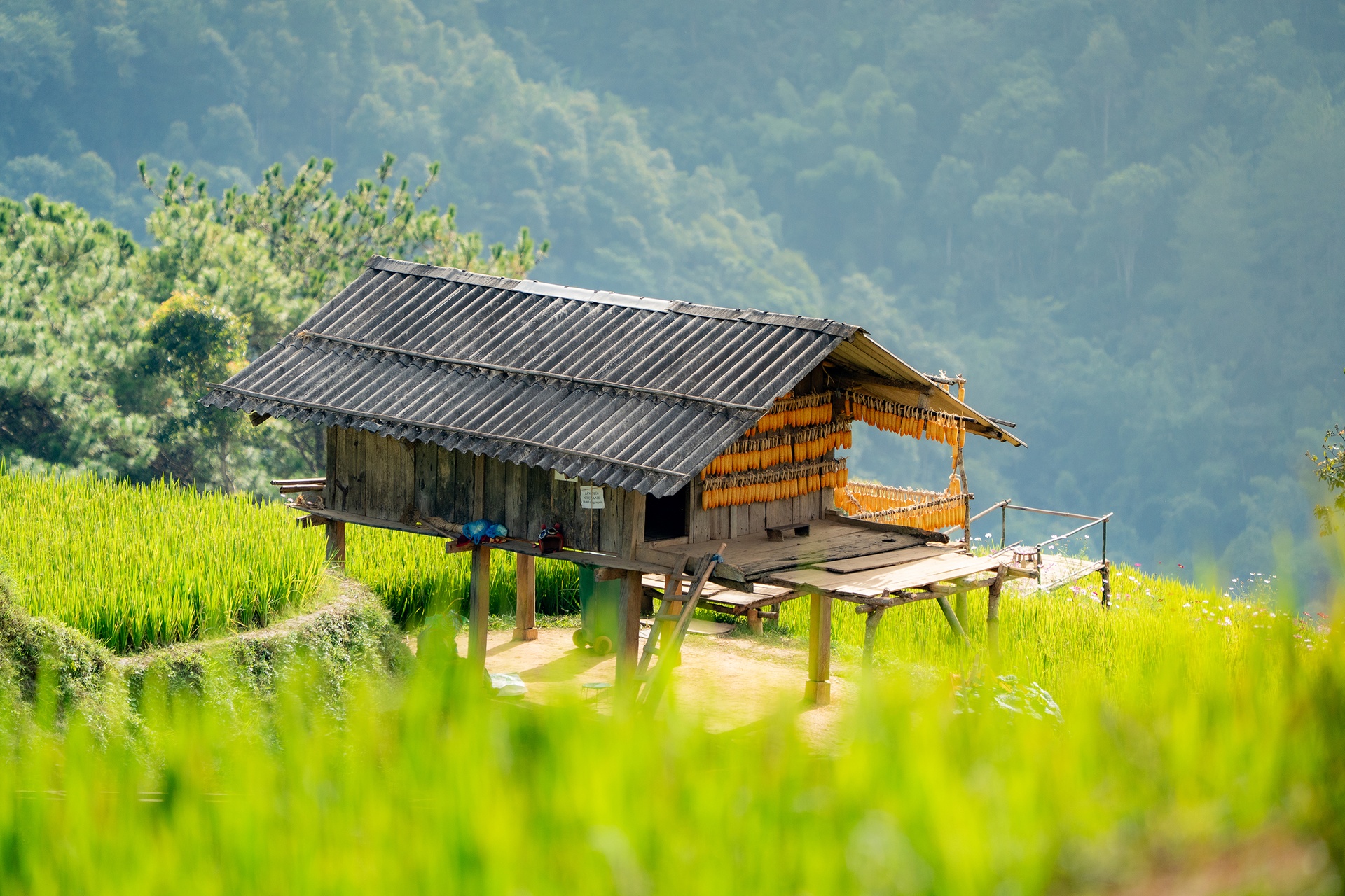 mu cang chai anh 12