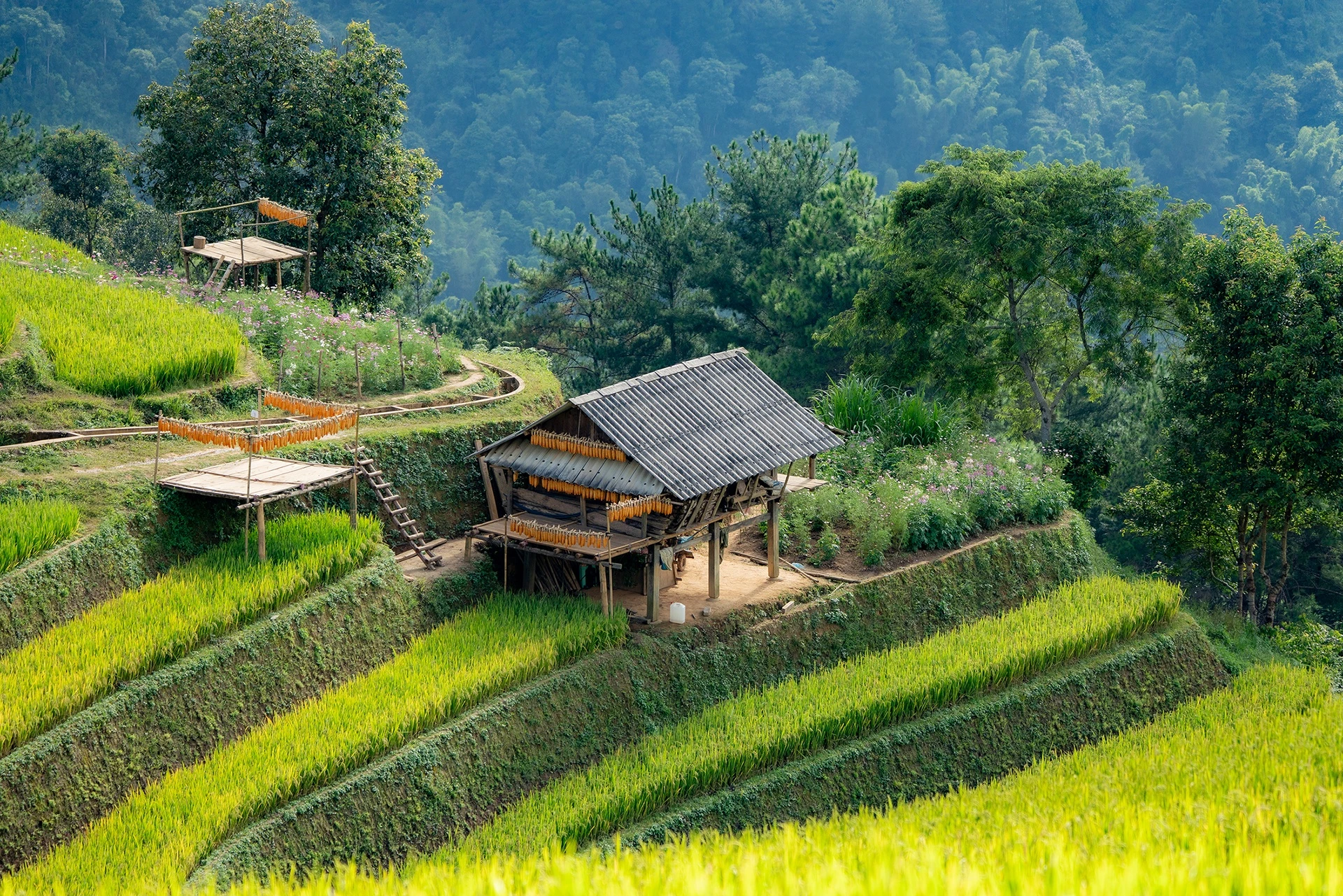 mu cang chai anh 1