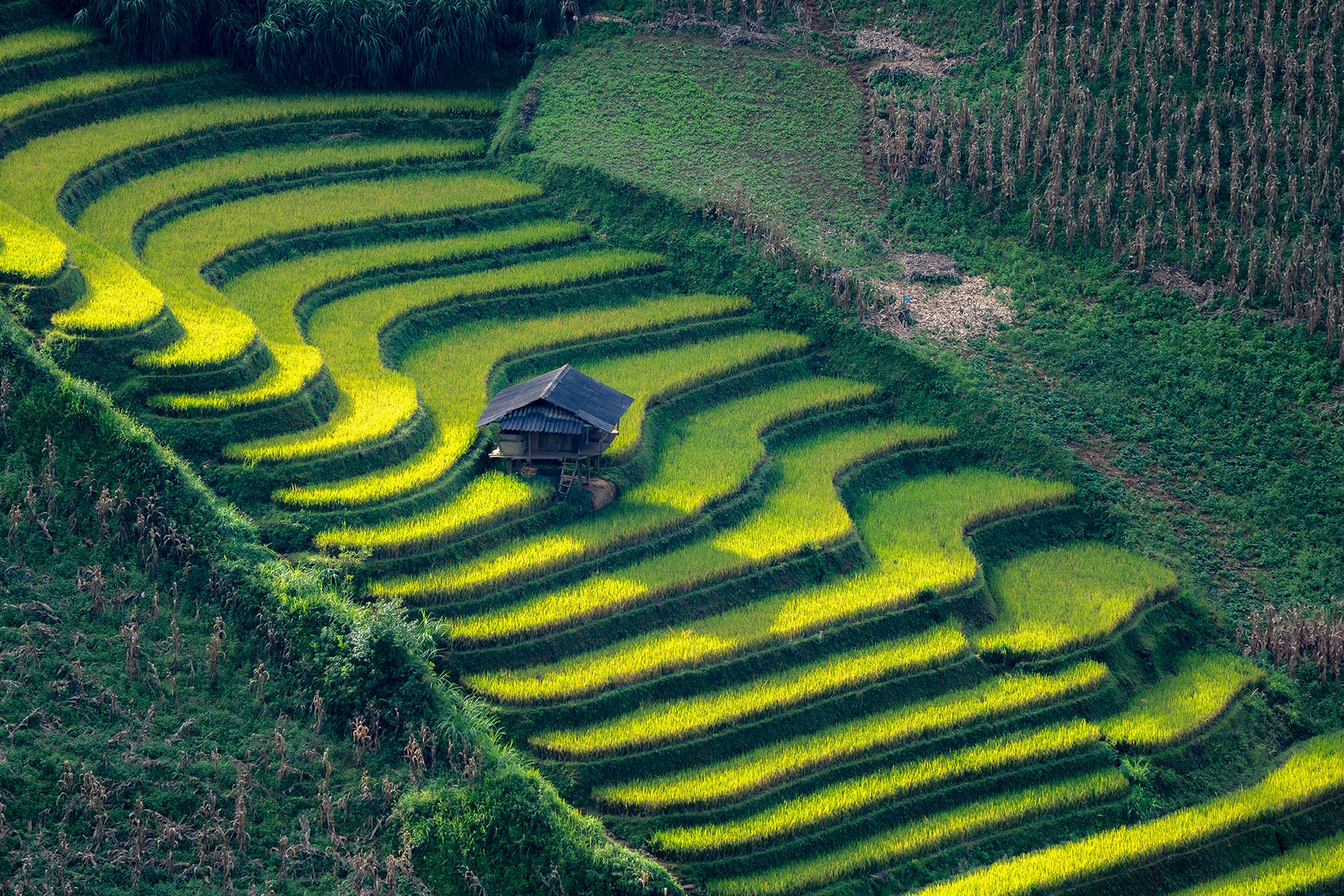 mu cang chai anh 18
