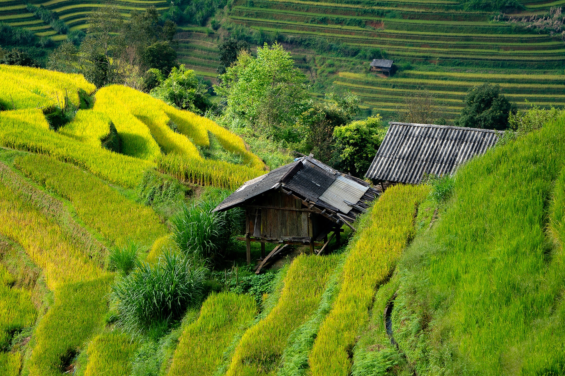 mu cang chai anh 9