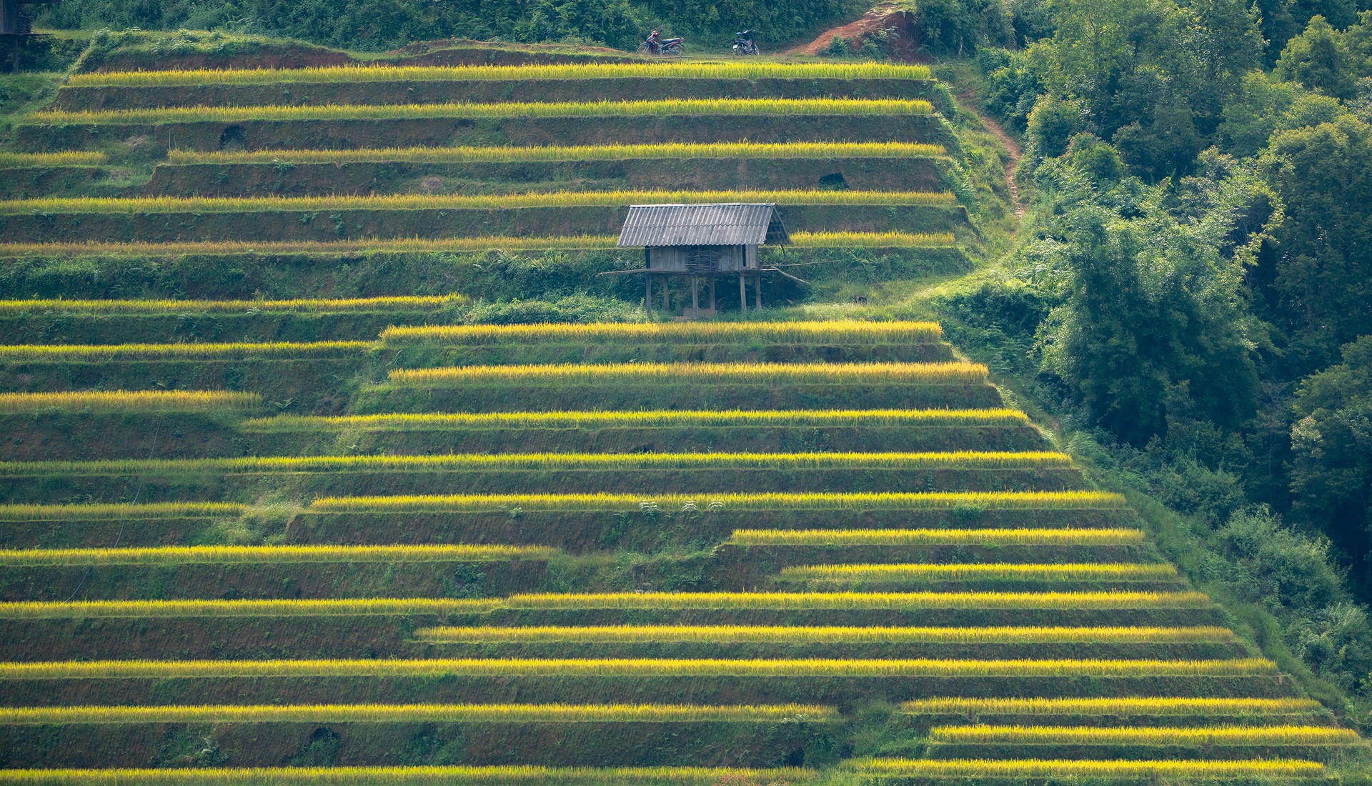 mu cang chai anh 6