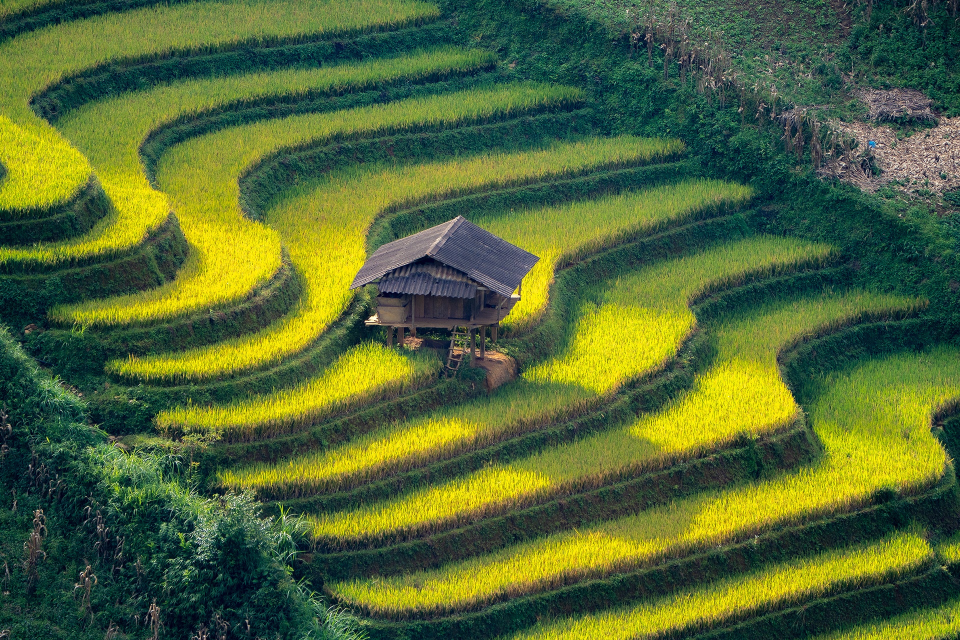 mu cang chai anh 19