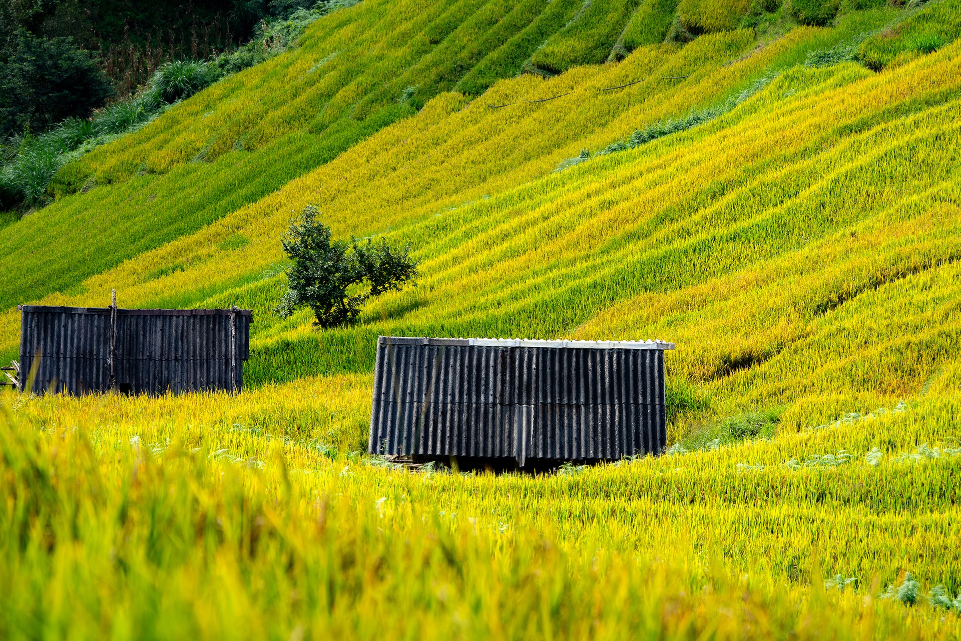 mu cang chai anh 7