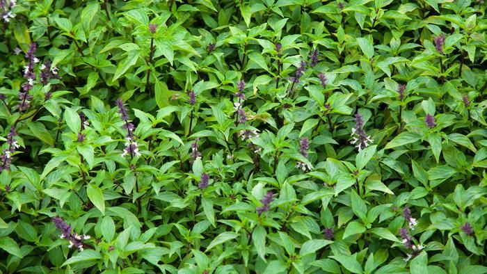 Húng quế có chứa flavonoid, vicenin và orienting. (Nguồn: tiki)